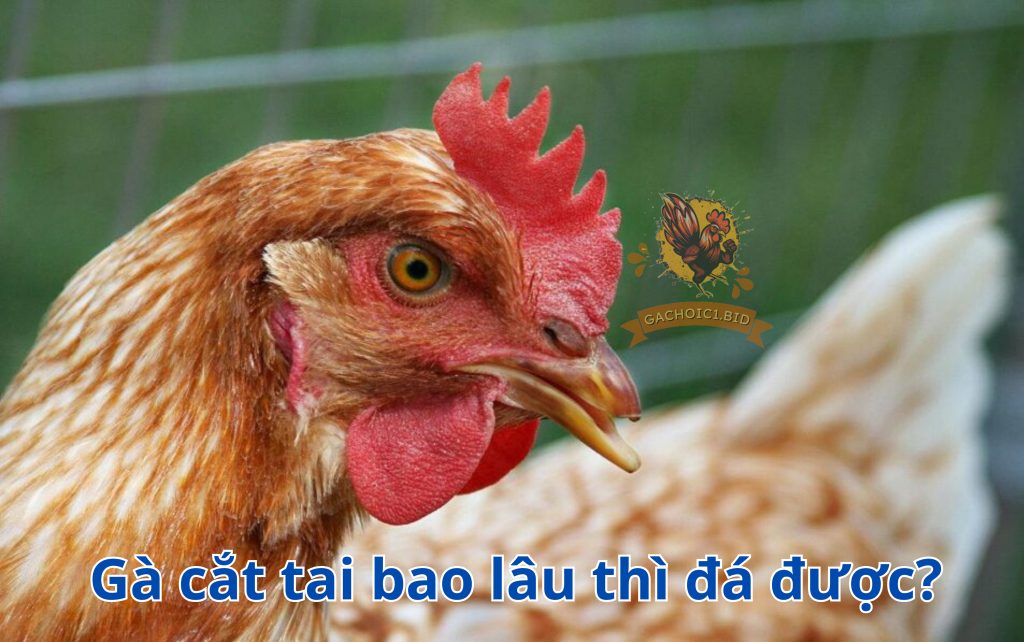 Gà cắt tai bao lâu thì đá được?