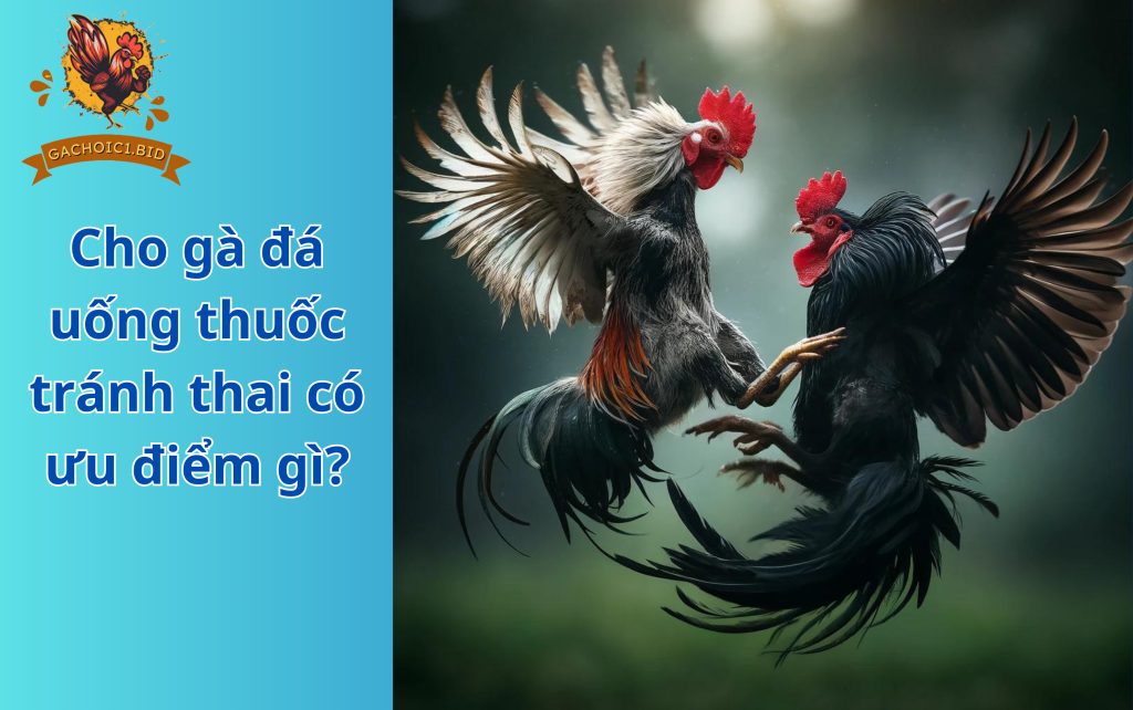 Cho gà đá uống thuốc tránh thai có ưu điểm gì?