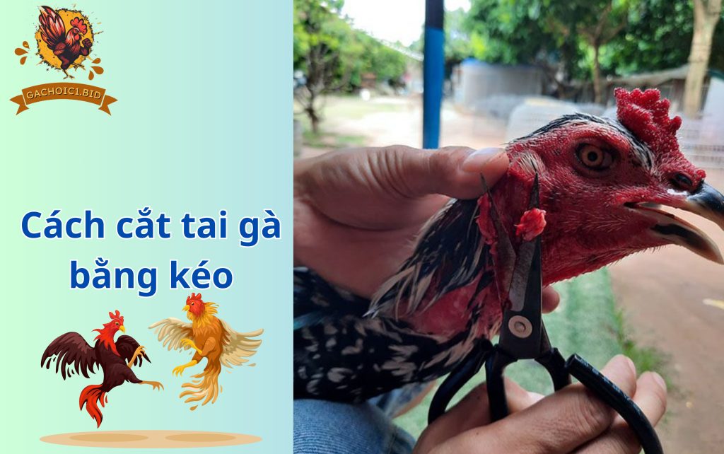 Cách cắt tai gà bằng kéo