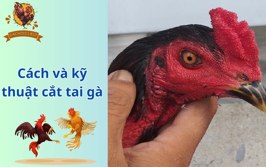 Cách và kỹ thuật cắt tai gà
