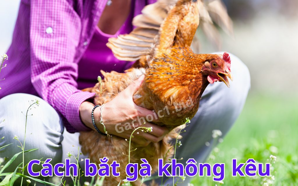 Cách bắt gà không kêu