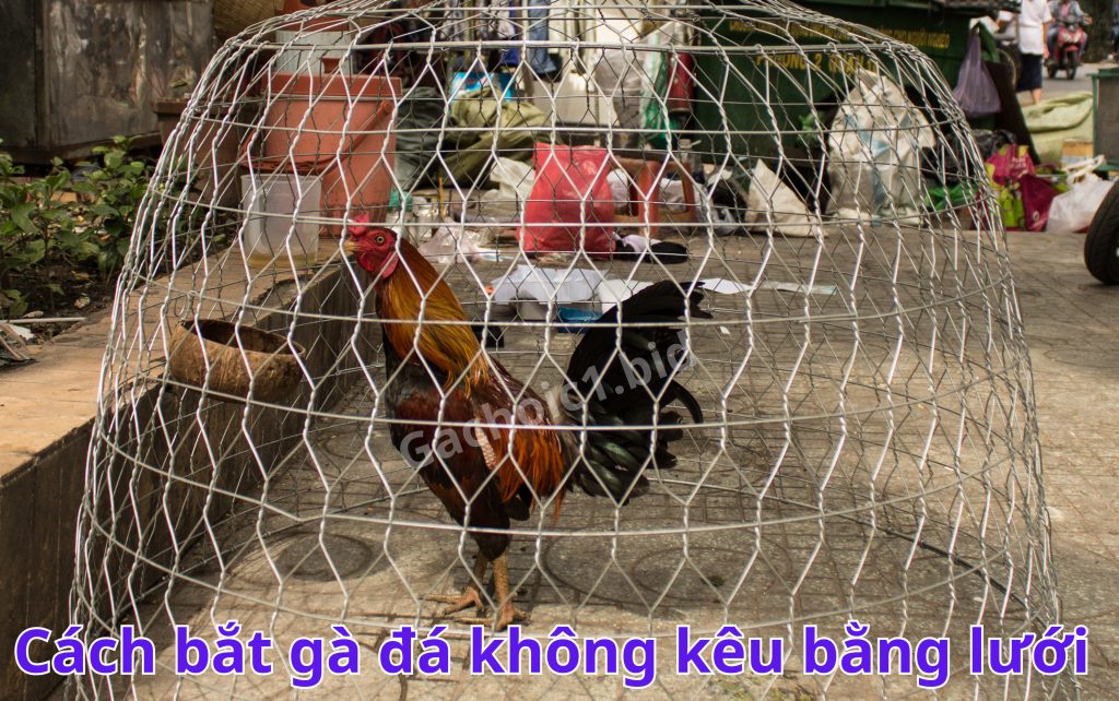 Cách bắt gà đá không kêu bằng lưới 