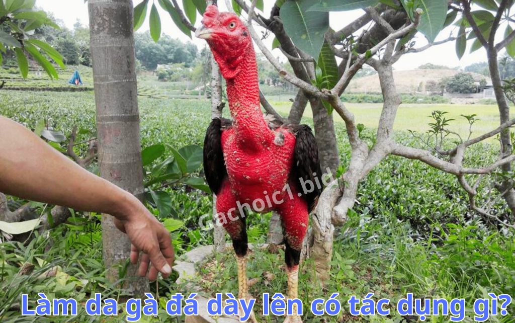 Làm da gà đá dày lên có tác dụng gì?