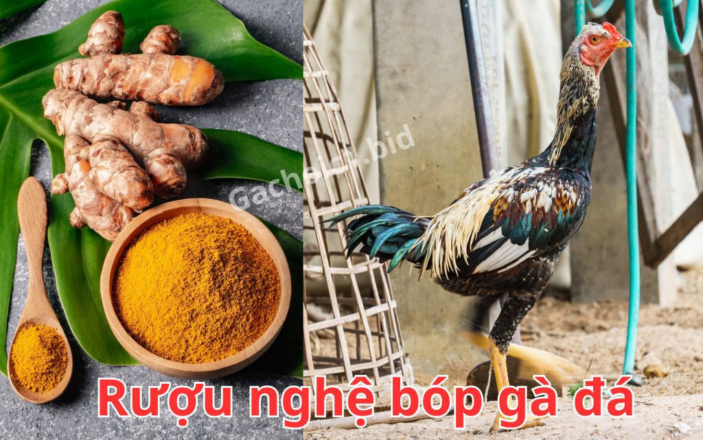 Rượu nghệ bóp gà đá