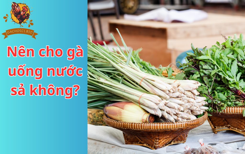 Nên cho gà uống nước sả không?
