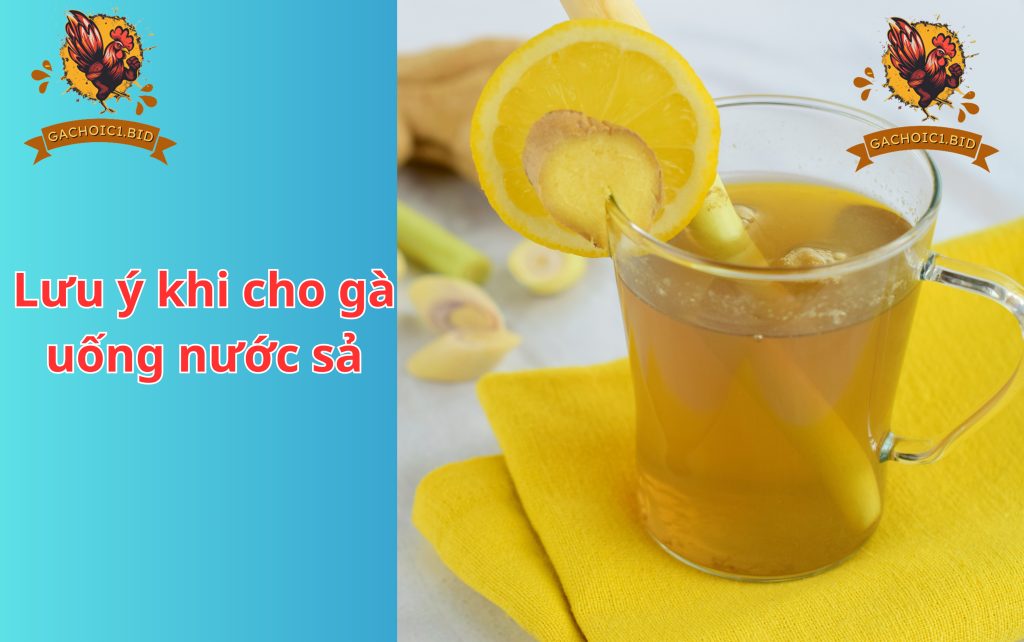 Lưu ý khi cho gà uống nước sả