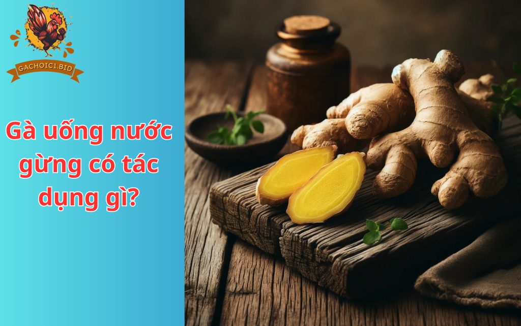 Gà uống nước gừng có tác dụng gì?