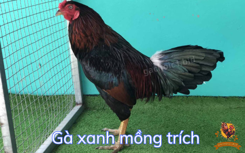 Gà xanh mồng trích