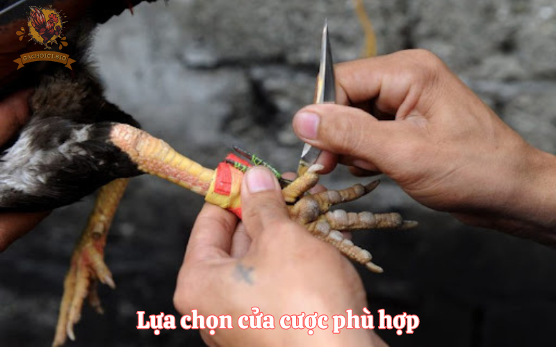 Lựa chọn cửa cược phù hợp