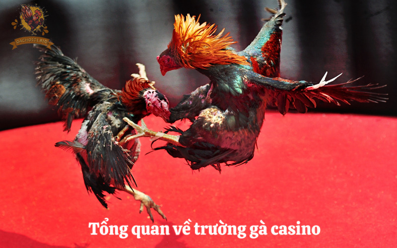 Tổng quan về trường gà casino