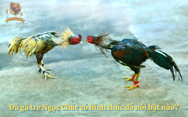 Đá gà tre Ngọc Chúc có hình thức đá nổi bật nào?