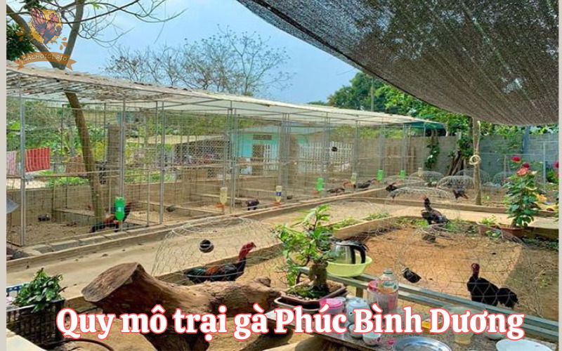 Quy mô trại gà Phúc Bình Dương