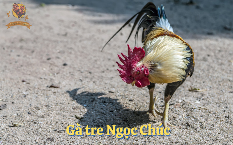 Gà tre Ngọc Chúc