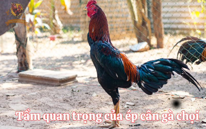 Tầm quan trọng của ép cân gà chọi