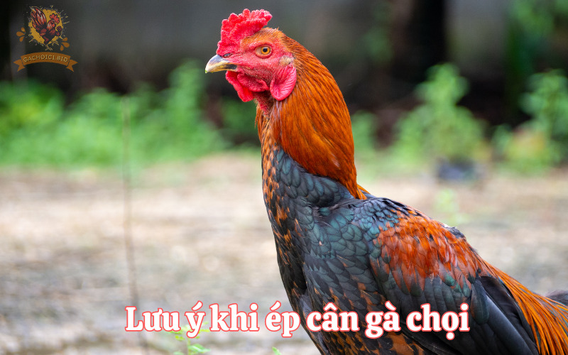 Lưu ý khi ép cân gà chọi