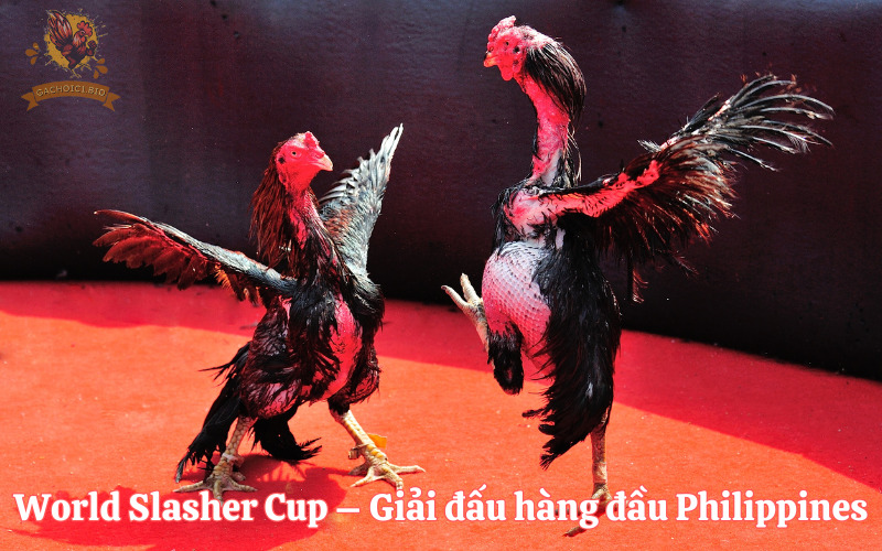 World Slasher Cup – Giải đấu hàng đầu Philippines