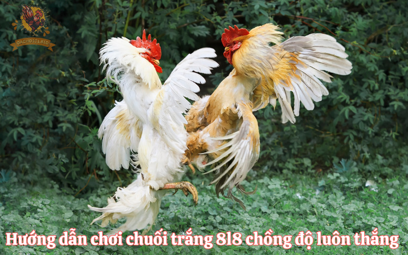 Hướng dẫn chơi chuối trắng 8l8 chồng độ luôn thắng