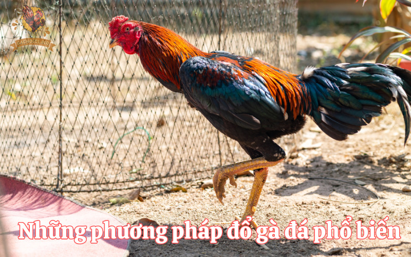 Những phương pháp đổ gà đá phổ biến