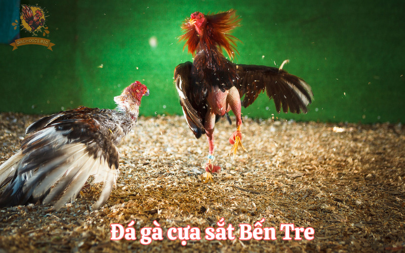 Đá gà cựa sắt Bến Tre