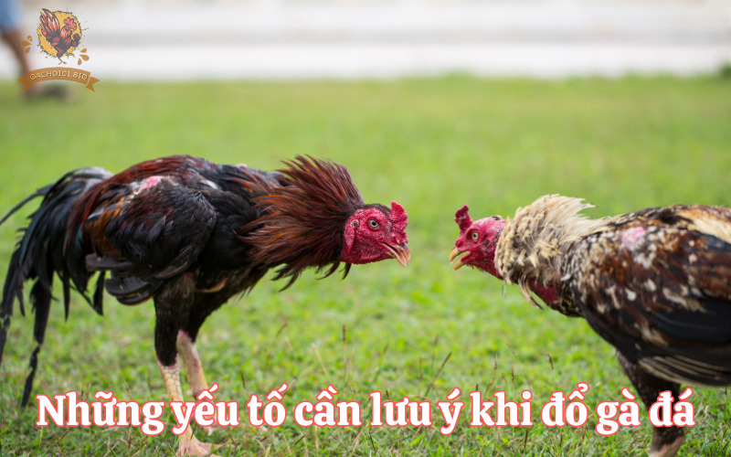 Những yếu tố cần lưu ý khi đổ gà đá