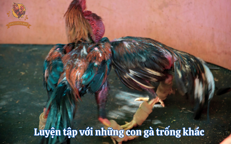 Luyện tập với những con gà trống khác