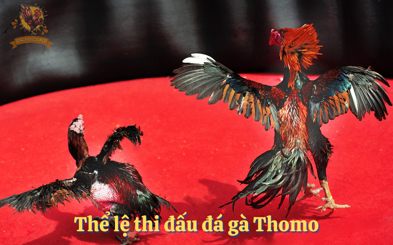 Thể lệ thi đấu đá gà Thomo