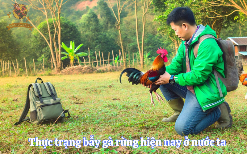 Thực trạng bẫy gà rừng hiện nay ở nước ta