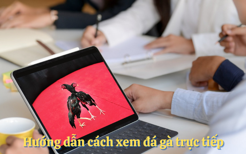 Hướng dẫn cách xem đá gà trực tiếp