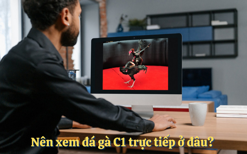 Nên xem đá gà C1 trực tiếp ở đâu? 