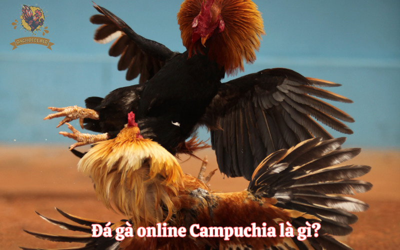 Đá gà online Campuchia là gì?