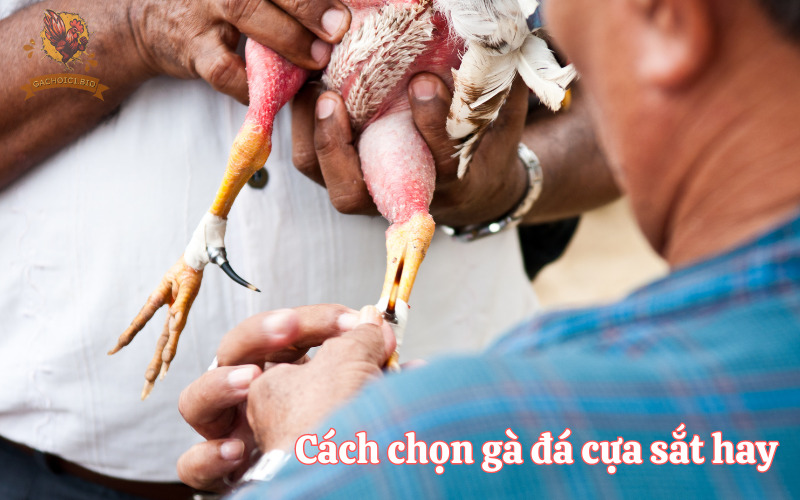 Cách chọn gà đá cựa sắt hay 