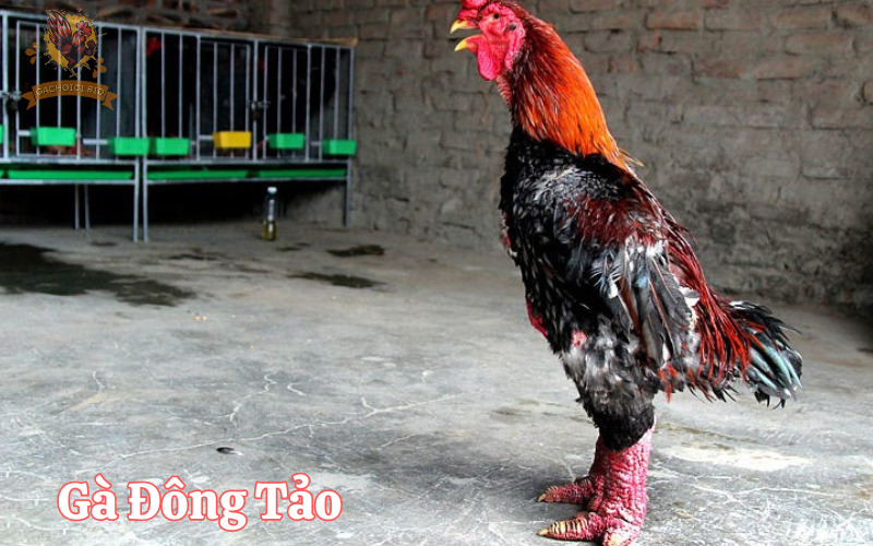 Gà Đông Tảo chân to