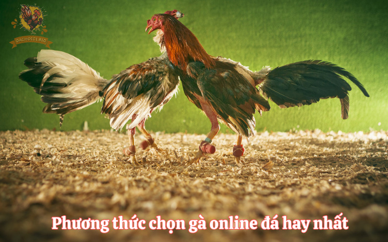 Phương thức chọn gà online đá hay nhất