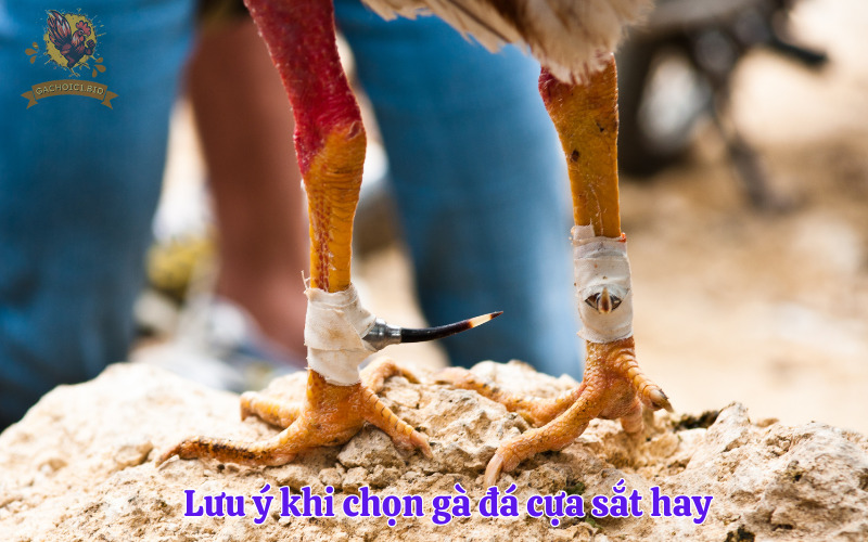 Lưu ý khi chọn gà đá cựa sắt hay