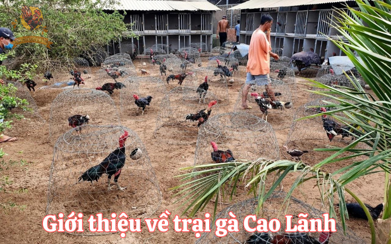 Giới thiệu về trại gà Cao Lãnh