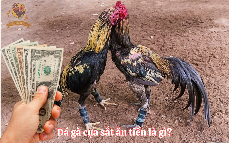 Đá gà cựa sắt ăn tiền là gì?