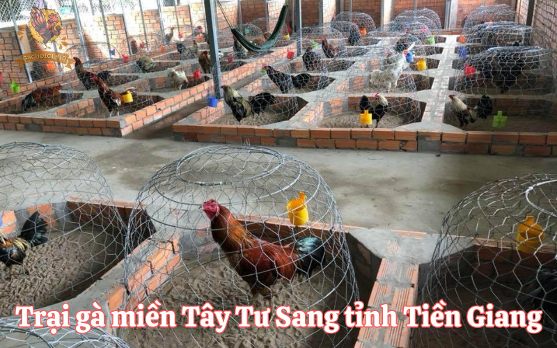 Trại gà miền Tây Tư Sang tỉnh Tiền Giang