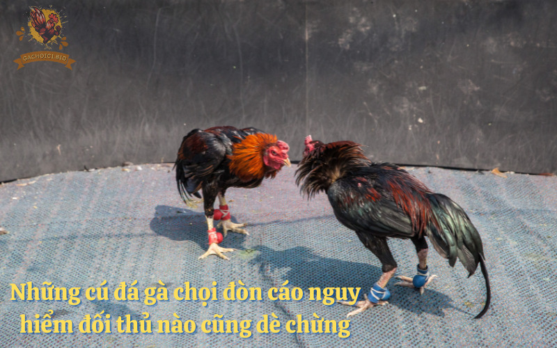 Những cú đá gà chọi đòn cáo nguy hiểm đối thủ nào cũng dè chừng