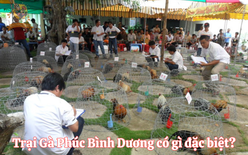 Trại Gà Phúc Bình Dương có gì đặc biệt?